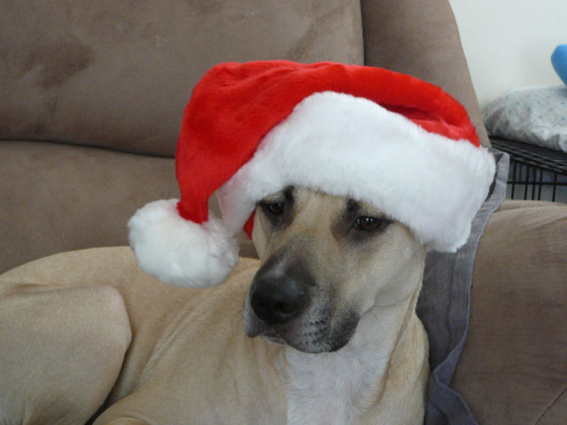 Chloe unimpressed in a Santa hat