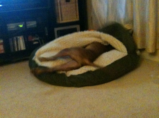 Tiny stretching out in his bed