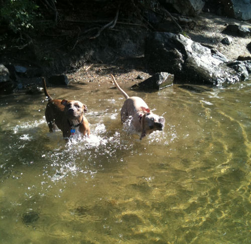 Chloe and Tiny in a creek