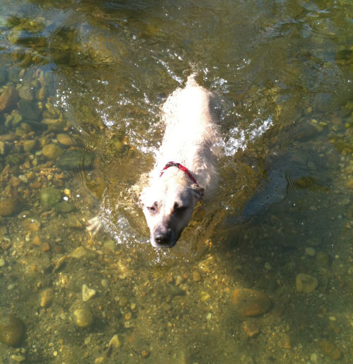 Chloe taking a swim